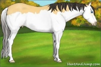 Horse Color:Buckskin Splash Frame 