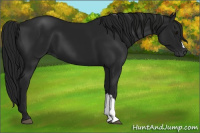 Horse Color:Gray Smoky Black 