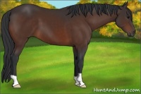 Horse Color:Bay 