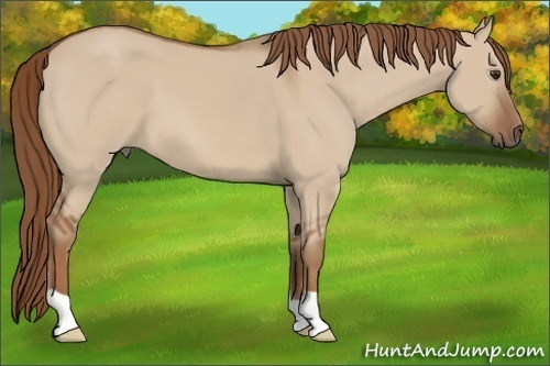 Horse Color: Red Dun 