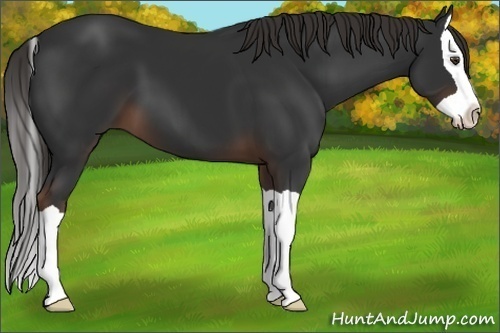 Horse Color: Liver Chestnut Splash 