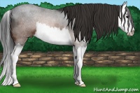 Horse Color:Brown Splash Rabicano 