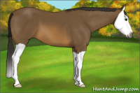 Horse Color:Gray Buckskin Splash 
