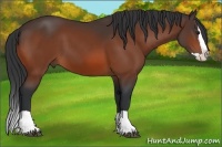 Horse Color:Bay Splash 