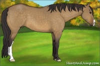 Horse Color:Buckskin Dun
