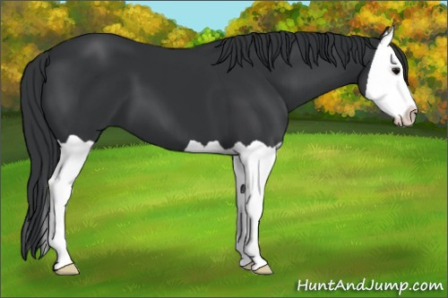 Horse Color: Brown Splash 