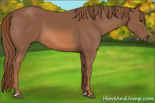 Horse Color: Chestnut 