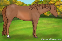Horse Color:Chestnut 