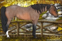 Horse Color:Bay Roan 