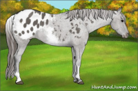 Horse Color:White Spotted Grullo Blanket Rabicano 