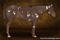 Horse Color:White Spotted Liver Chestnut 