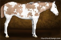 Horse Color:White Spotted Liver Chestnut Pearl Splash 