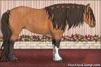 Horse Color:Bay  Brindle