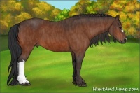 Horse Color:Bay  Brindle