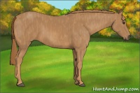 Horse Color:Chestnut  Brindle