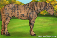 Horse Color:Black  Brindle