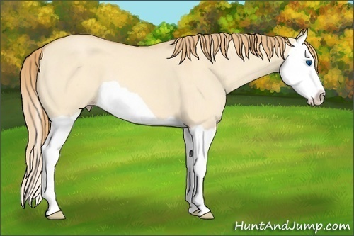 Horse Color: Gold Champagne Dun Splash 