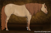 Horse Color:Red Dun Brindle