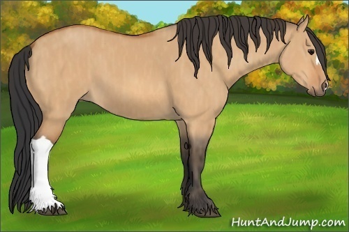 Horse Color:Bay Dun  Brindle