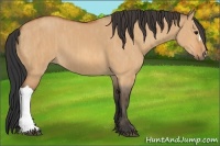 Horse Color:Bay Dun Brindle