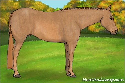 Horse Color: Unknown 