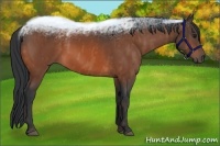 Horse Color:Bay  Brindle