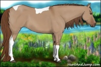 Horse Color:Red Dun Tobiano 