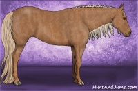 Horse Color:Chestnut  Brindle