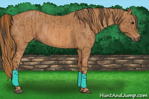 Horse Color: Bay Rabicano  Brindle