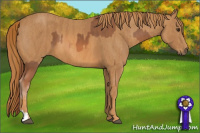 Horse Color:Liver Chestnut  Brindle