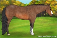 Horse Color:Bay  Brindle