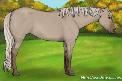 Horse Color: Silver Grullo Roan 
