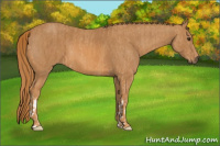 Horse Color:Chestnut  Brindle