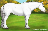 Horse Color:Black Frame Appaloosa 