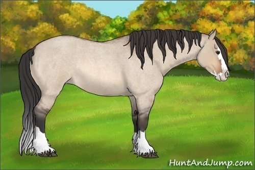 Horse Color: Bay Roan Dun Splash 
