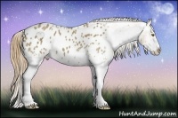 Horse Color:White Spotted Classic Cream Champagne Appaloosa 