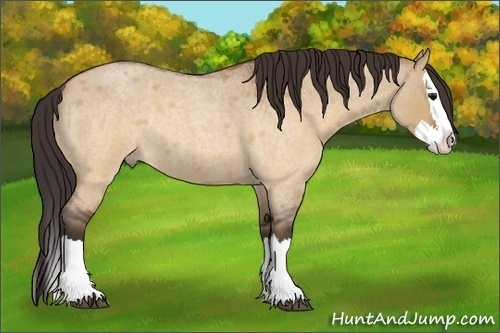 Horse Color: Buckskin Roan Dun Splash Rabicano 