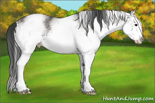 Horse Color: White Spotted Grullo Splash 