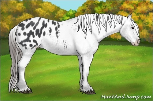 Horse Color: Blue Roan Blanket 