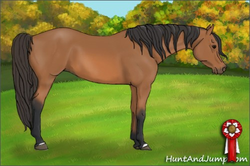 Horse Color: Bay 