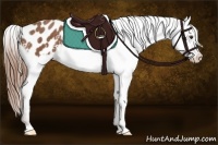 Horse Color:Chestnut Appaloosa