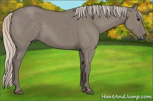 Horse Color: Silver Grullo 