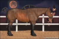 Horse Color:Bay  Brindle