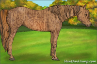 Horse Color:Bay  Brindle