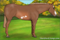 Horse Color:Liver Chestnut Frame 