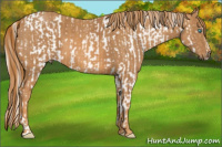 Horse Color:Cremello Sabino  Brindle