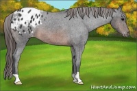 Horse Color:Brown Appaloosa 