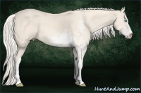 Horse Color:Cremello Sabino  Brindle
