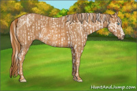 Horse Color:Cremello Sabino  Brindle
