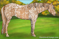 Horse Color:Perlino Sabino  Brindle